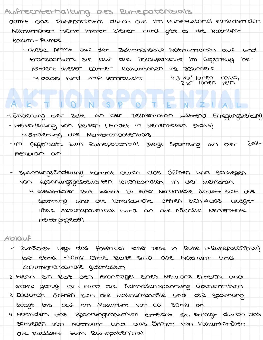 NERVENZELLEN
Dendriten
Zellkörper
Isoma
Axonhügel.
Synapsen
elektrisches signal
Synapsen Informationsübertragung, chemischen Signal
Dendinte