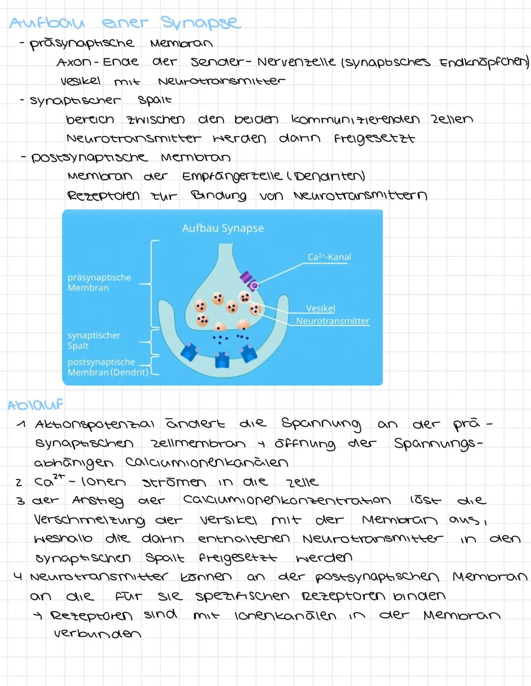 NERVENZELLEN
Dendriten
Zellkörper
Isoma
Axonhügel.
Synapsen
elektrisches signal
Synapsen Informationsübertragung, chemischen Signal
Dendinte