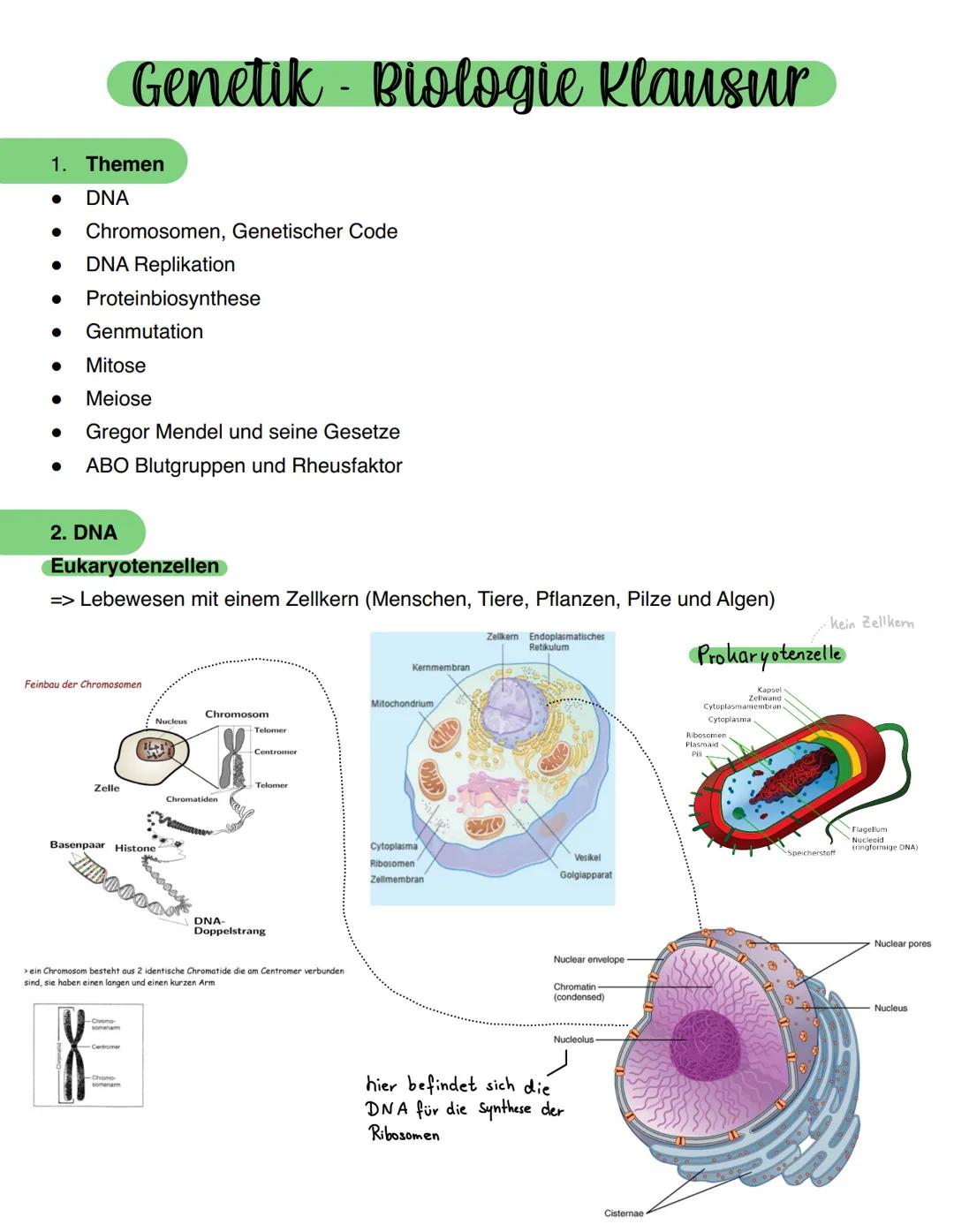 --- OCR Start ---
Genetik - Biologie Klausur
1. Themen
DNA
Chromosomen, Genetischer Code
DNA Replikation
Proteinbiosynthese
Genmutation
Mito