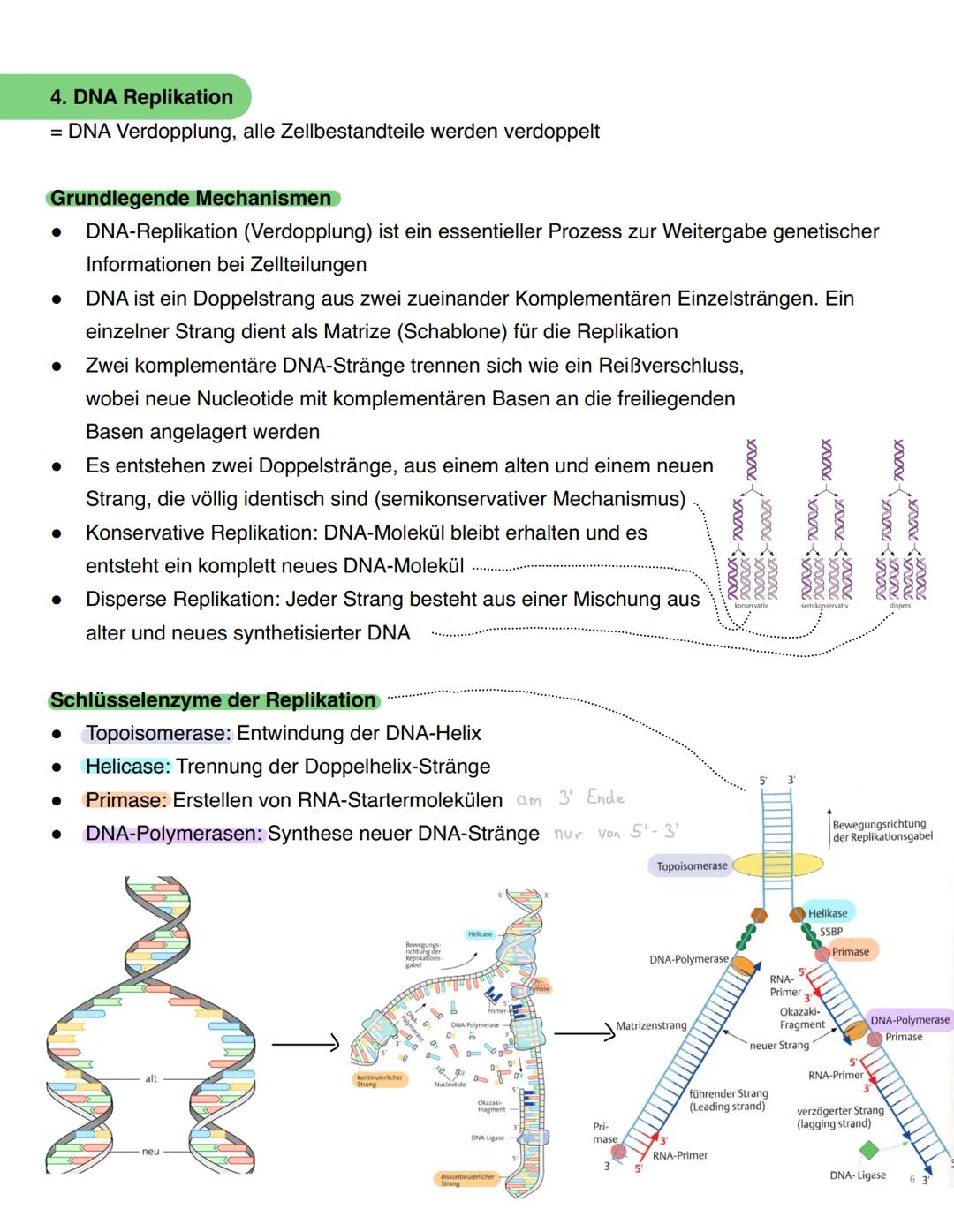 --- OCR Start ---
Genetik - Biologie Klausur
1. Themen
DNA
Chromosomen, Genetischer Code
DNA Replikation
Proteinbiosynthese
Genmutation
Mito
