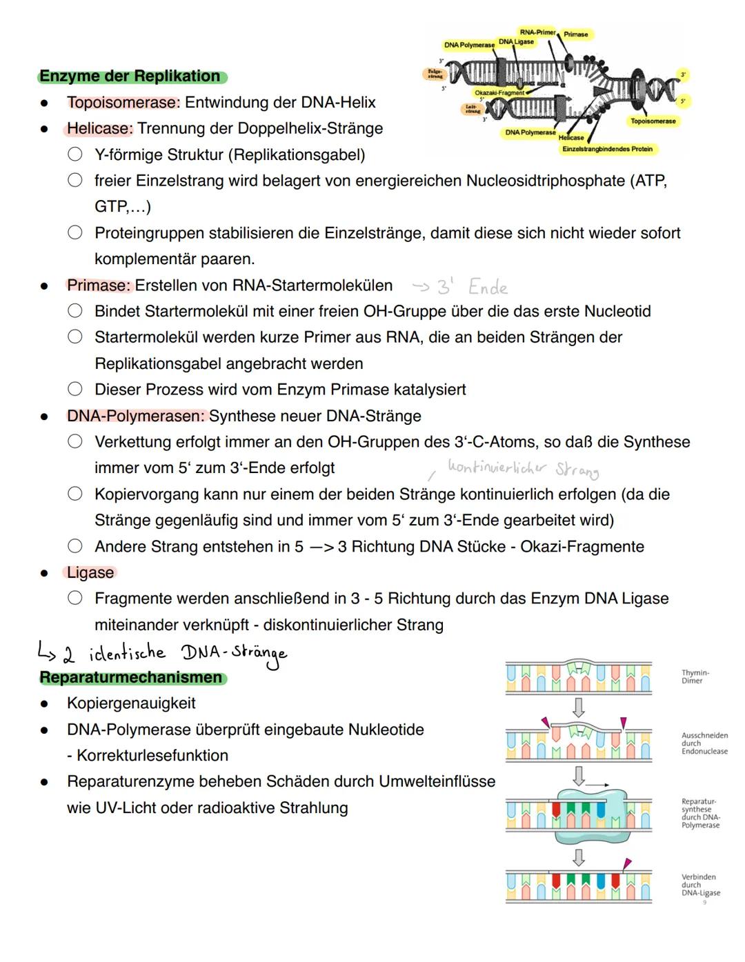 --- OCR Start ---
Genetik - Biologie Klausur
1. Themen
DNA
Chromosomen, Genetischer Code
DNA Replikation
Proteinbiosynthese
Genmutation
Mito