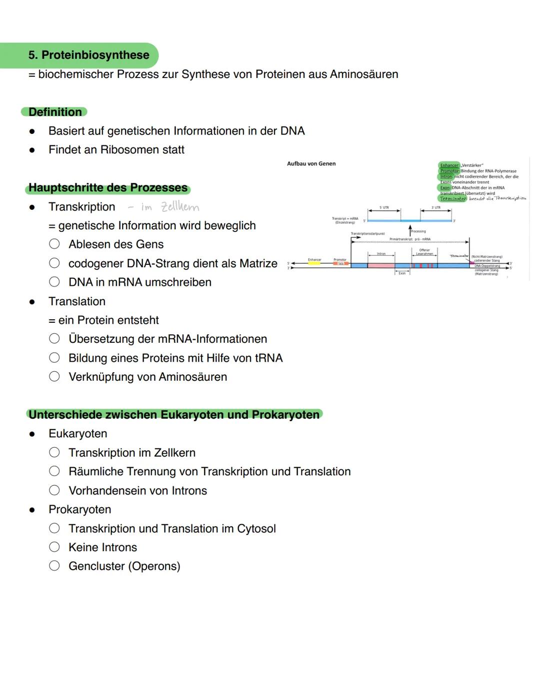 --- OCR Start ---
Genetik - Biologie Klausur
1. Themen
DNA
Chromosomen, Genetischer Code
DNA Replikation
Proteinbiosynthese
Genmutation
Mito
