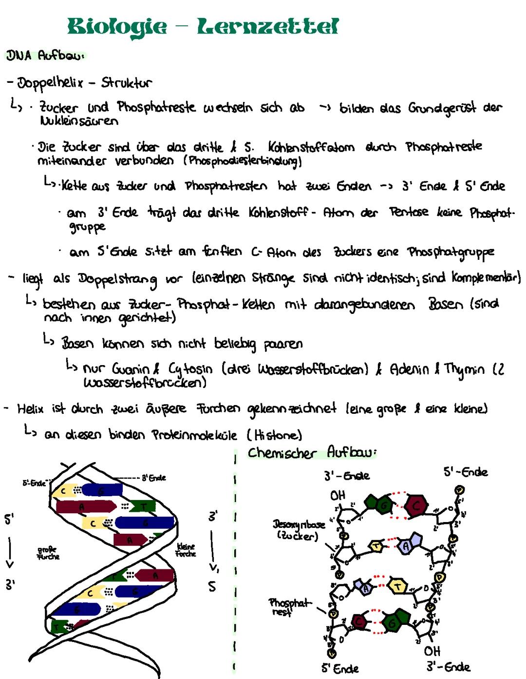 DNA Lernzettel Q1