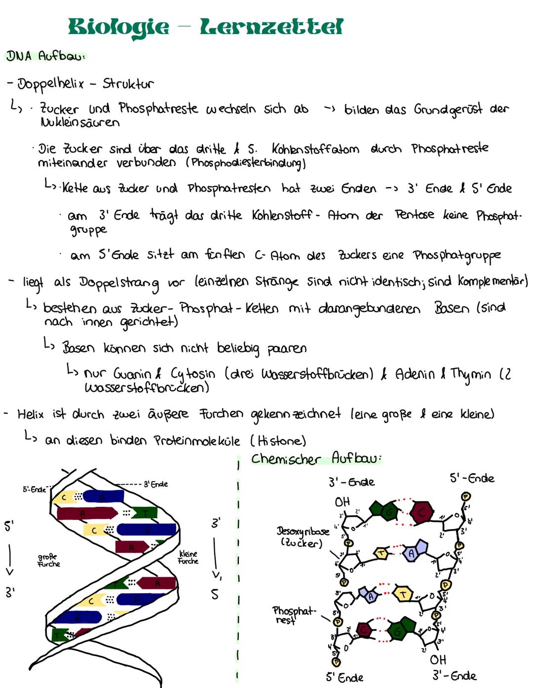 --- OCR Start ---
Biologie - Lernzettel
DNA Aufbau:
- Doppelhelix - Struktur
L. Zucker und Phosphatreste wechseln sich ab → bilden das Grund