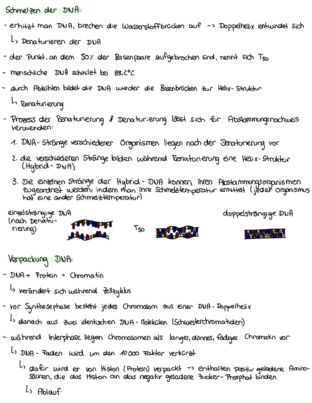 --- OCR Start ---
Biologie - Lernzettel
DNA Aufbau:
- Doppelhelix - Struktur
L. Zucker und Phosphatreste wechseln sich ab → bilden das Grund