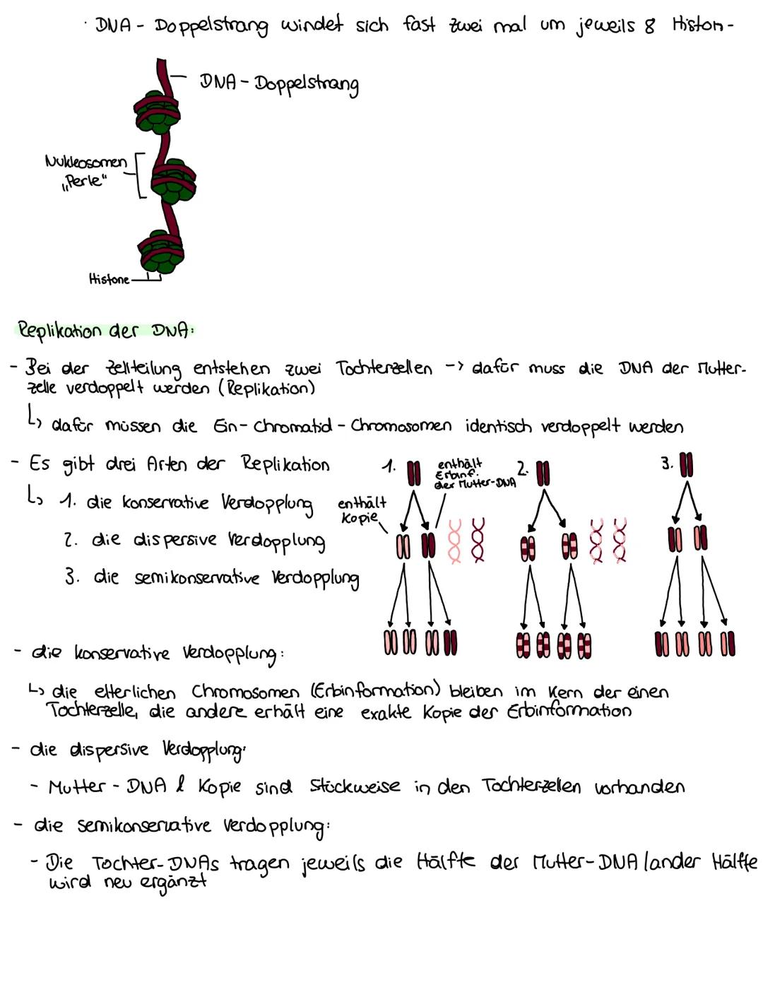 --- OCR Start ---
Biologie - Lernzettel
DNA Aufbau:
- Doppelhelix - Struktur
L. Zucker und Phosphatreste wechseln sich ab → bilden das Grund