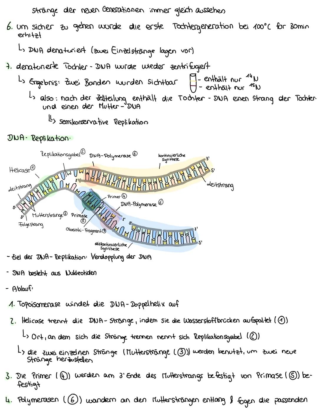 --- OCR Start ---
Biologie - Lernzettel
DNA Aufbau:
- Doppelhelix - Struktur
L. Zucker und Phosphatreste wechseln sich ab → bilden das Grund