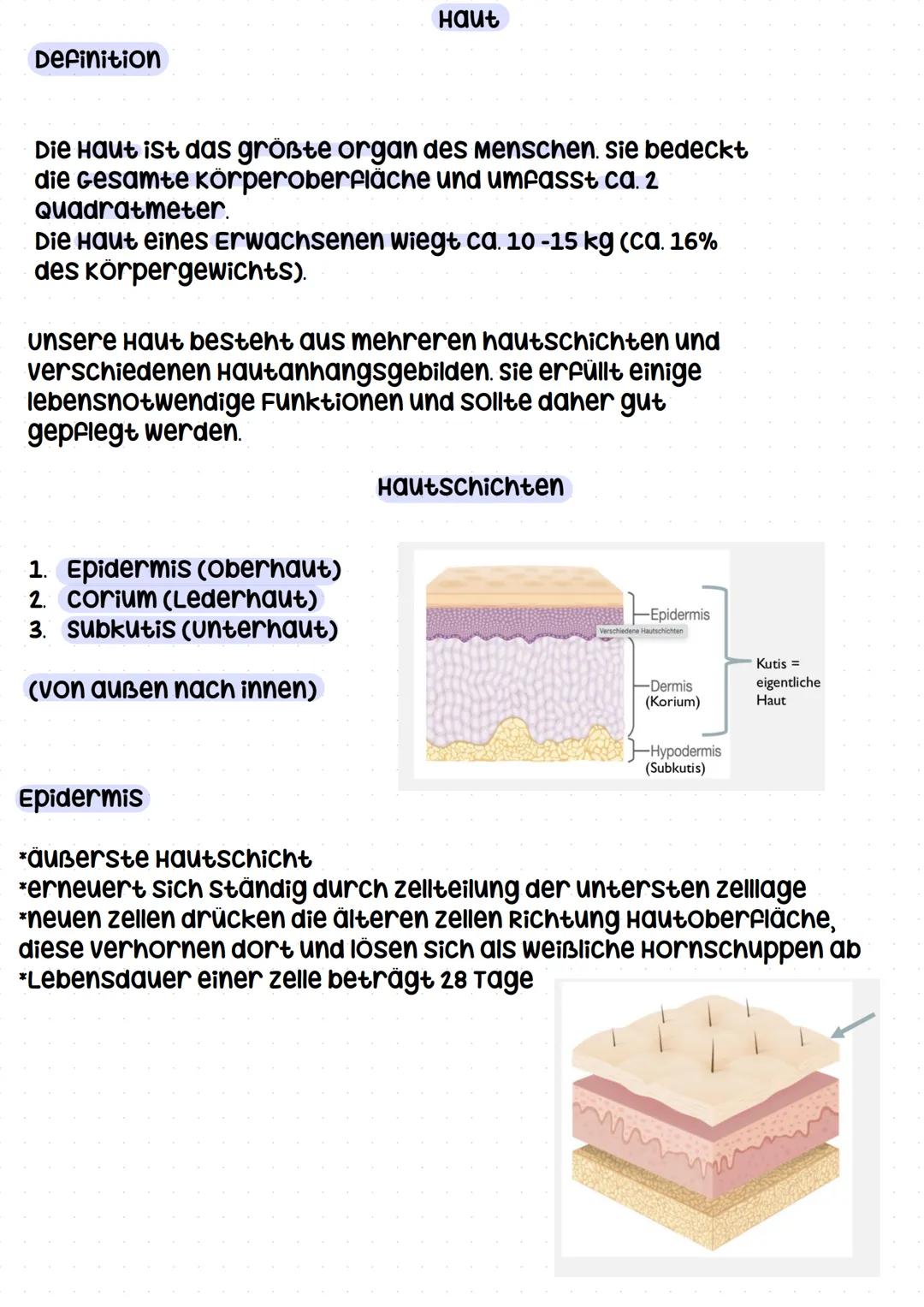 haut Definition
Haut
Die Haut ist das größte organ des menschen. sie bedeckt
die Gesamte körperoberfläche und umfasst ca. 2
Quadratmeter.
Di