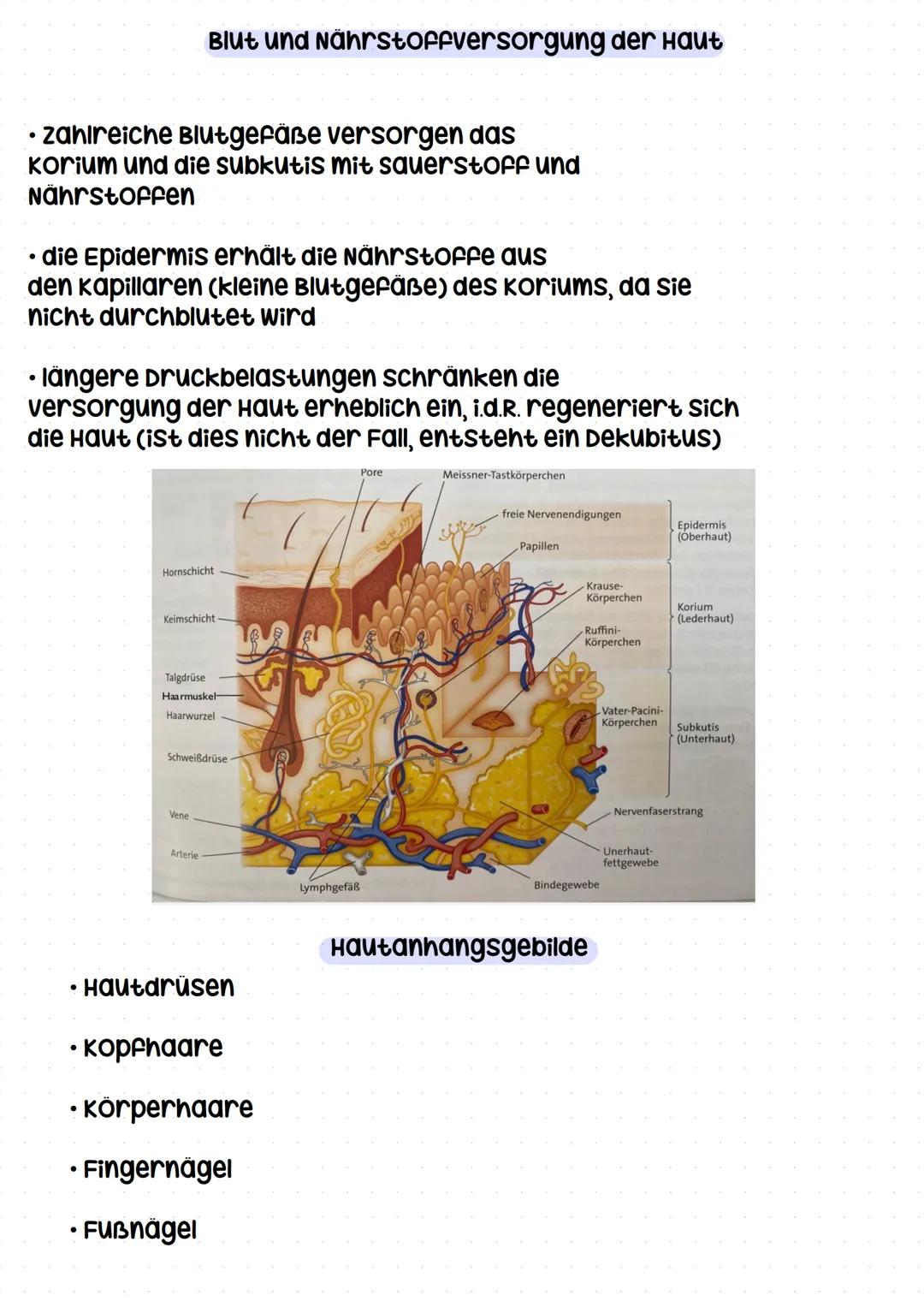 haut Definition
Haut
Die Haut ist das größte organ des menschen. sie bedeckt
die Gesamte körperoberfläche und umfasst ca. 2
Quadratmeter.
Di