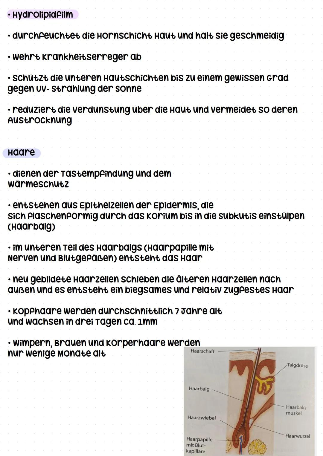 haut Definition
Haut
Die Haut ist das größte organ des menschen. sie bedeckt
die Gesamte körperoberfläche und umfasst ca. 2
Quadratmeter.
Di