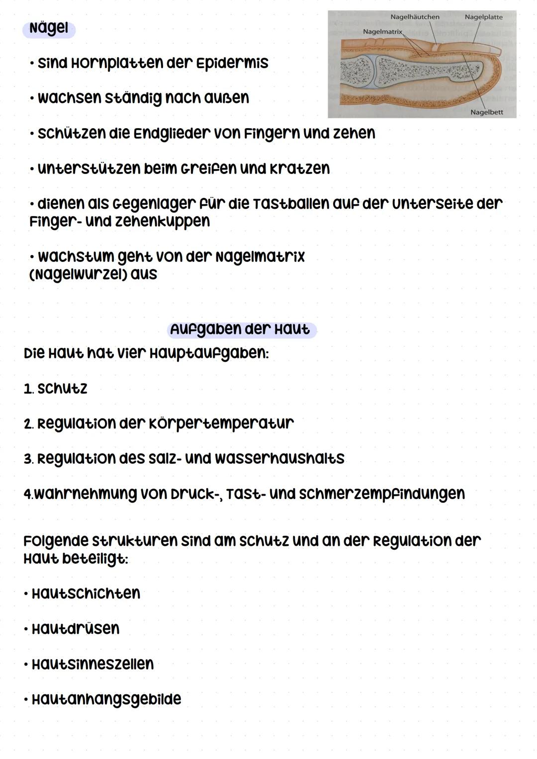 haut Definition
Haut
Die Haut ist das größte organ des menschen. sie bedeckt
die Gesamte körperoberfläche und umfasst ca. 2
Quadratmeter.
Di
