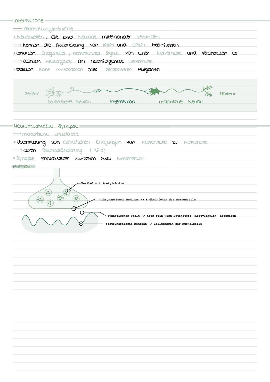 # ÖKOLOGIE
Wichtige Begriffe
Biotop
> bestimmter Lebensraum mit bestimmten Cegebenneiten
mit bestimmten adotischen Faktoren (Klima, wass