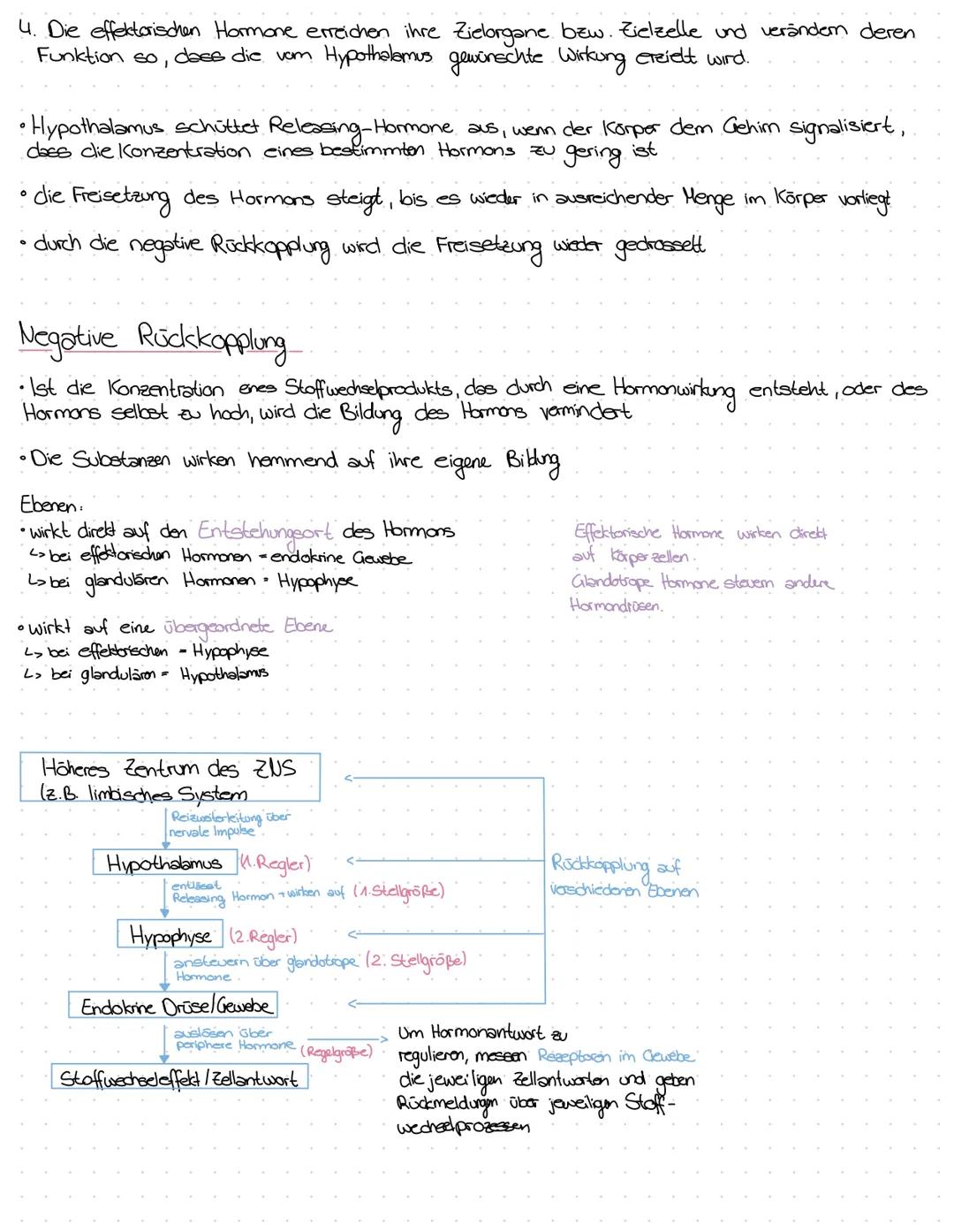 TRH GnRH GHRH
CRH - Releasing-Hormone
PIH Melatonin
Somatostatin
Release-Inhibiting -
Hormone
TSH
LH
Progesteron
Testosteron
Östigene
Andro