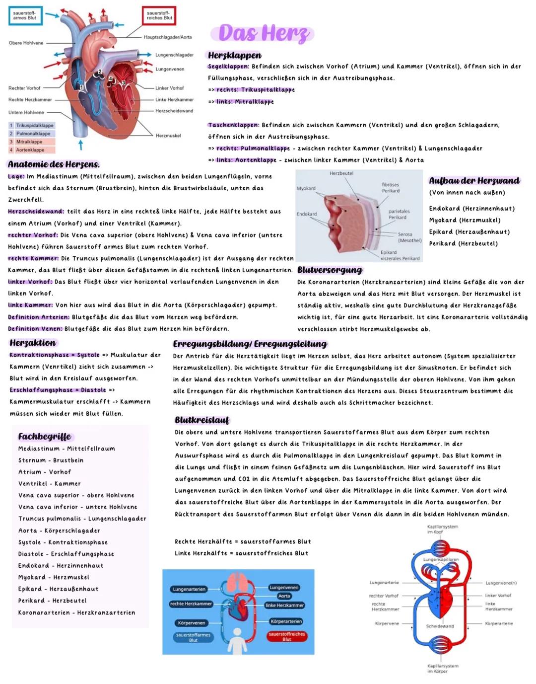 # Das Herz
## Herzklappen
Segelflappen: Befinden sich zwischen Vorhof (Atrium) und Kammer (Ventrikel), öffnen sich in der Füllungsphase, v
