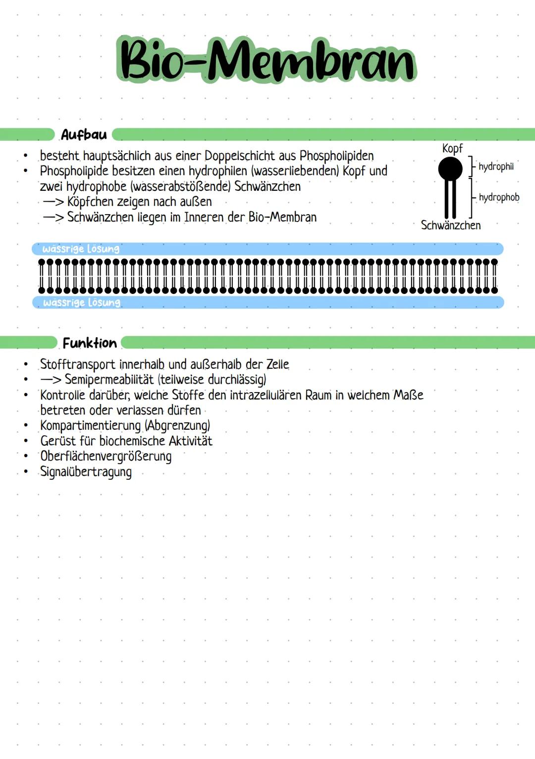 --- OCR Start ---
Bio-Membran
Aufbau einer Biomembran
besteht hauptsächlich aus einer Doppelschicht aus
Phospholipiden
Phospholipide besitze