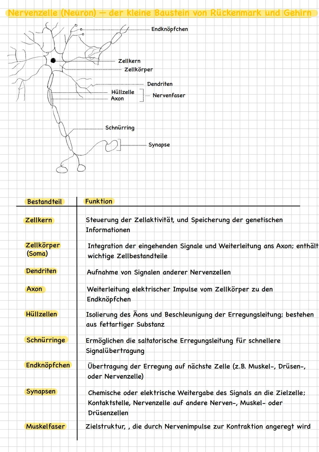 Nerven, Synapsen, Synapsengifte