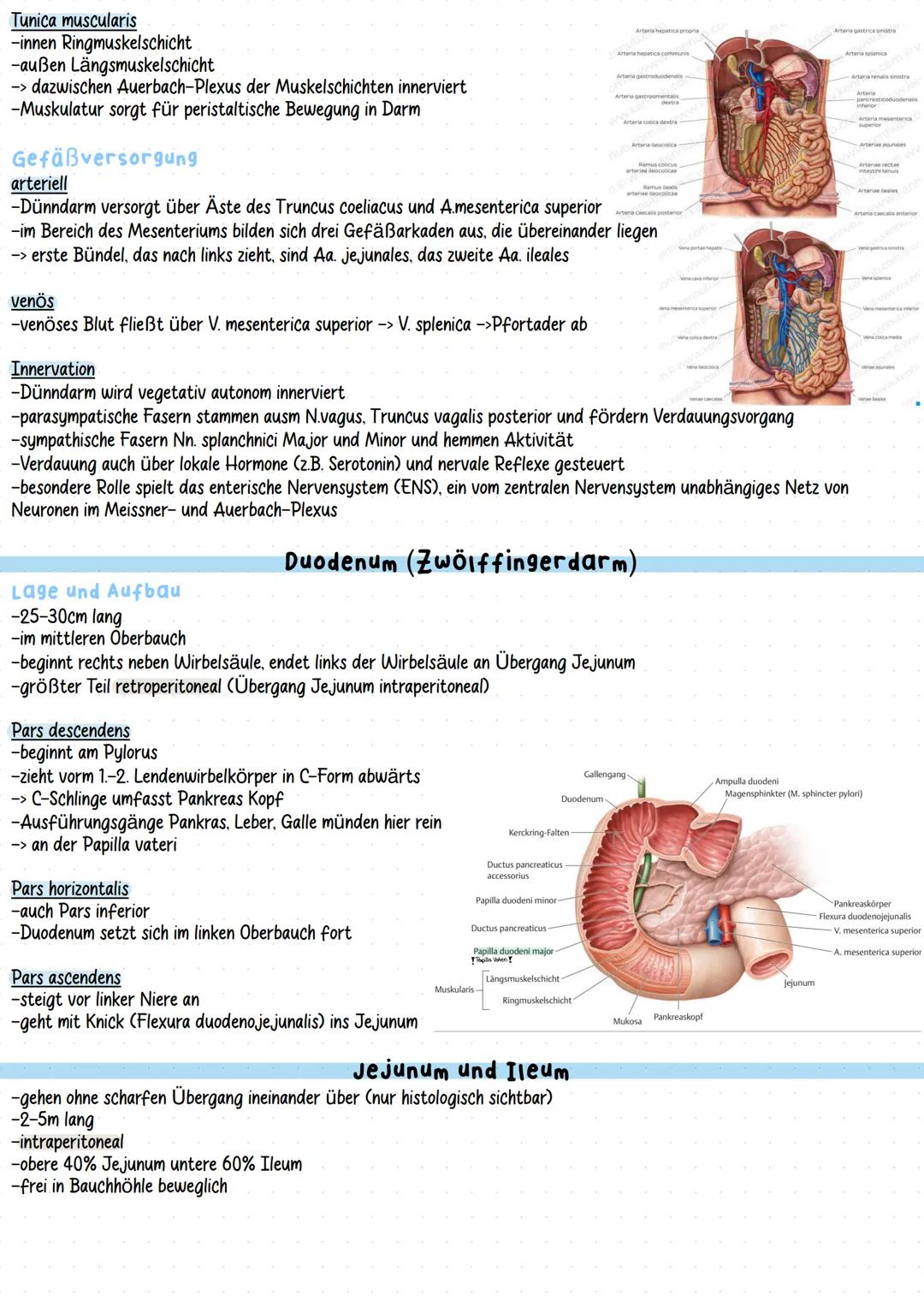 # Dünndarm --- OCR Start ---
Aufgaben
-Nahrung wird verdaut
Dünndarm (Intestinum tenue)
-> in einzelne Bestandteile zerlegt (Zucker, Protein