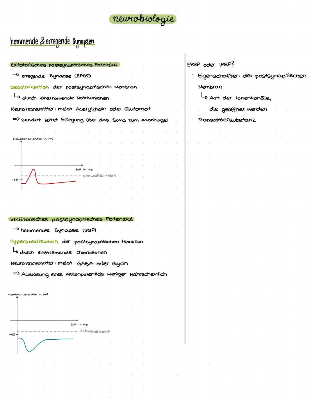# neurobiologie
chemische Synapsen
Synaptischer Spalt
präsynaptische Membran,
postsynaptische Membran
- das elektrische Aktionspotenzia