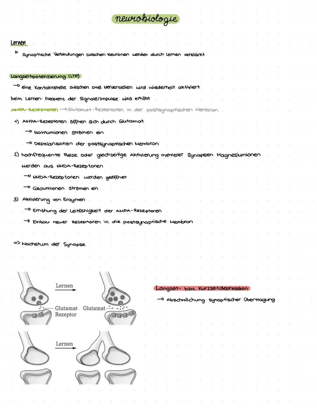 # neurobiologie
chemische Synapsen
Synaptischer Spalt
präsynaptische Membran,
postsynaptische Membran
- das elektrische Aktionspotenzia