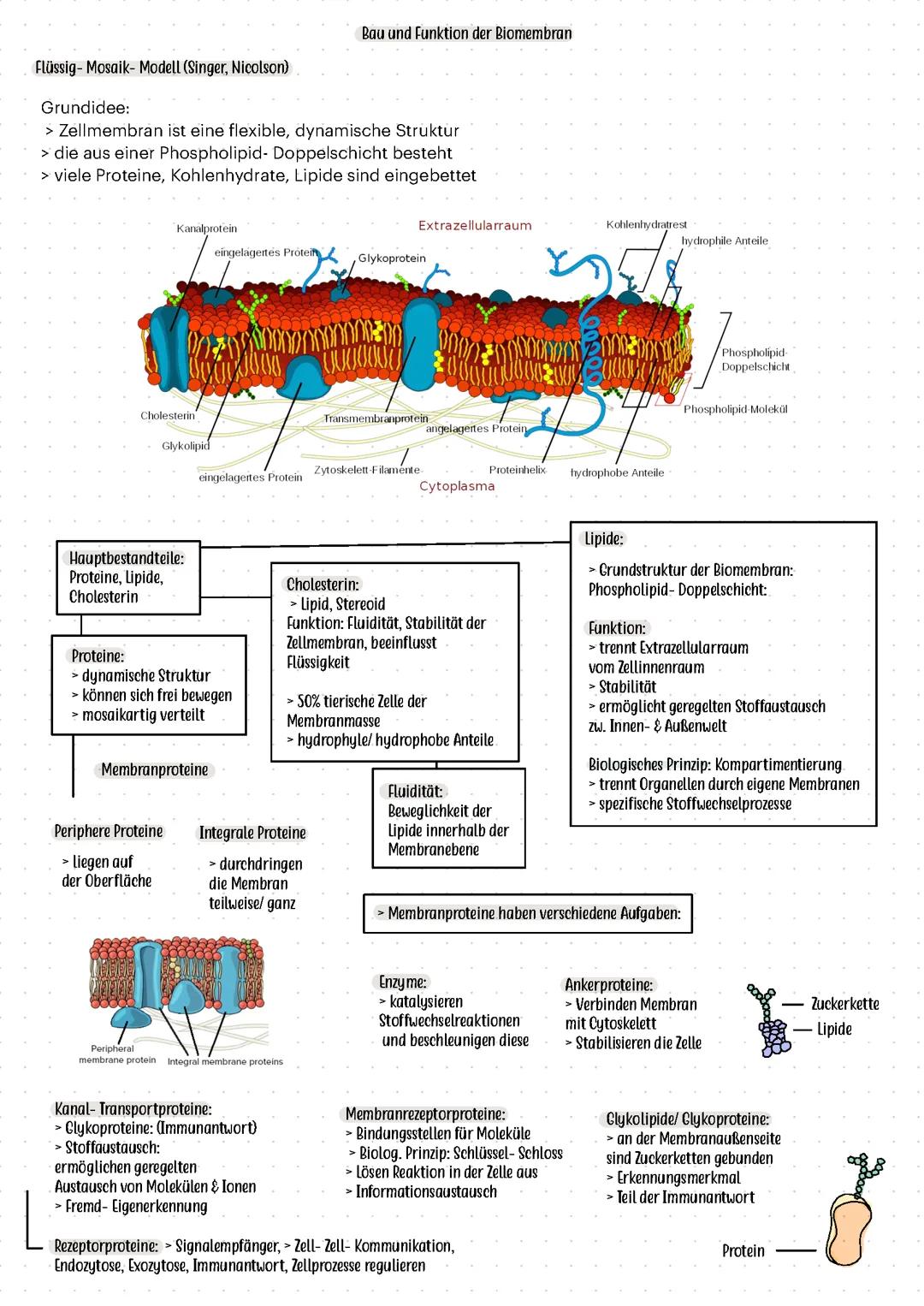 Bio BF Klausur - Biomembran, Enzyme, Proteine, Stofftransport
