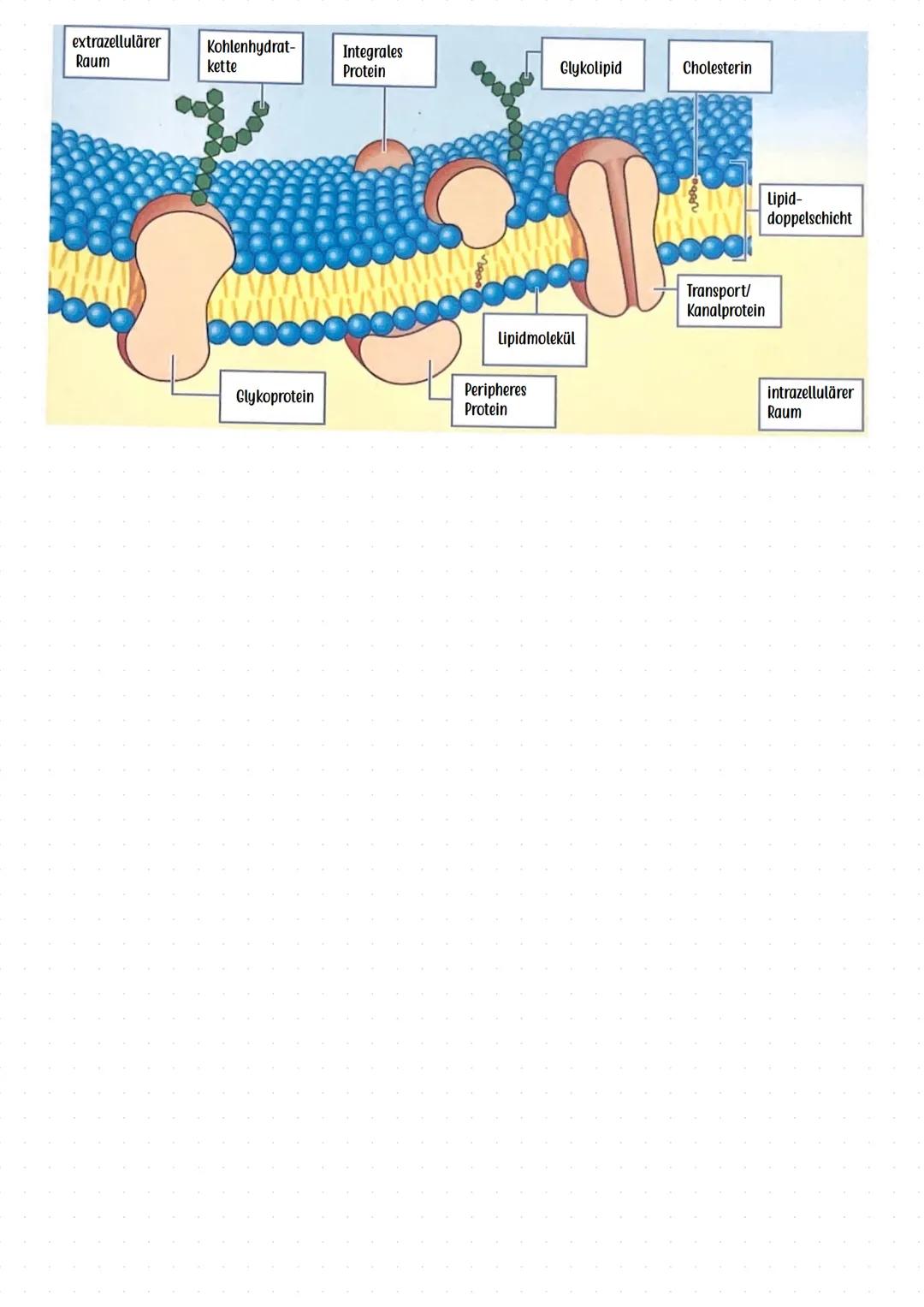 # Flüssig- Mosaik- Modell (Singer, Nicolson)
# Bau und Funktion der Biomembran
**Grundidee:**
> Zellmembran ist eine flexible, dynamische S