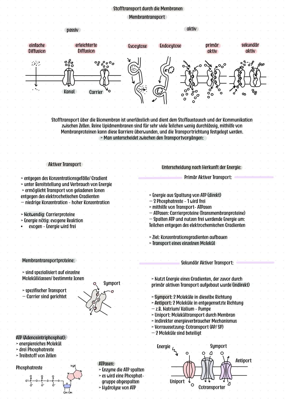 # Flüssig- Mosaik- Modell (Singer, Nicolson)
# Bau und Funktion der Biomembran
**Grundidee:**
> Zellmembran ist eine flexible, dynamische S