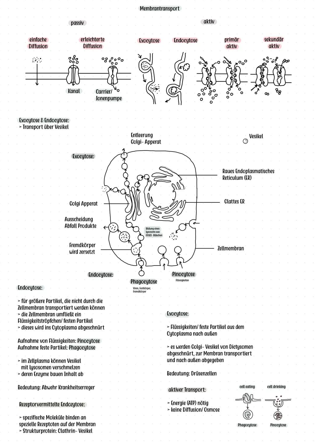 # Flüssig- Mosaik- Modell (Singer, Nicolson)
# Bau und Funktion der Biomembran
**Grundidee:**
> Zellmembran ist eine flexible, dynamische S