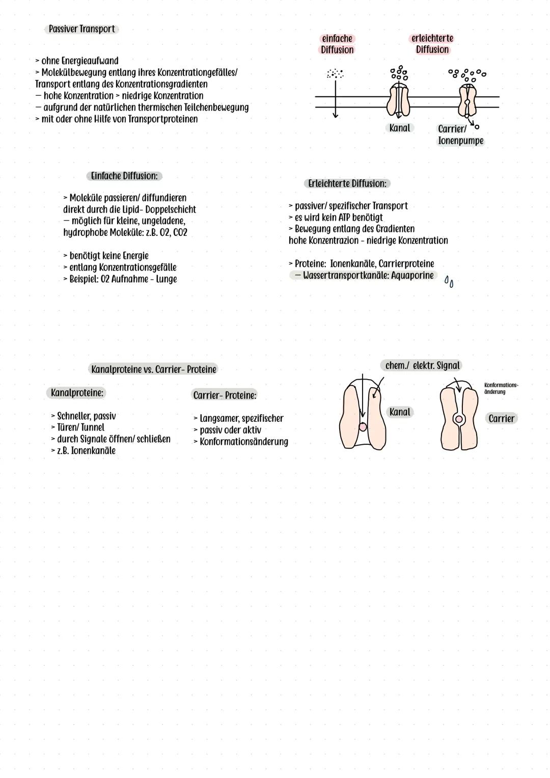 # Flüssig- Mosaik- Modell (Singer, Nicolson)
# Bau und Funktion der Biomembran
**Grundidee:**
> Zellmembran ist eine flexible, dynamische S