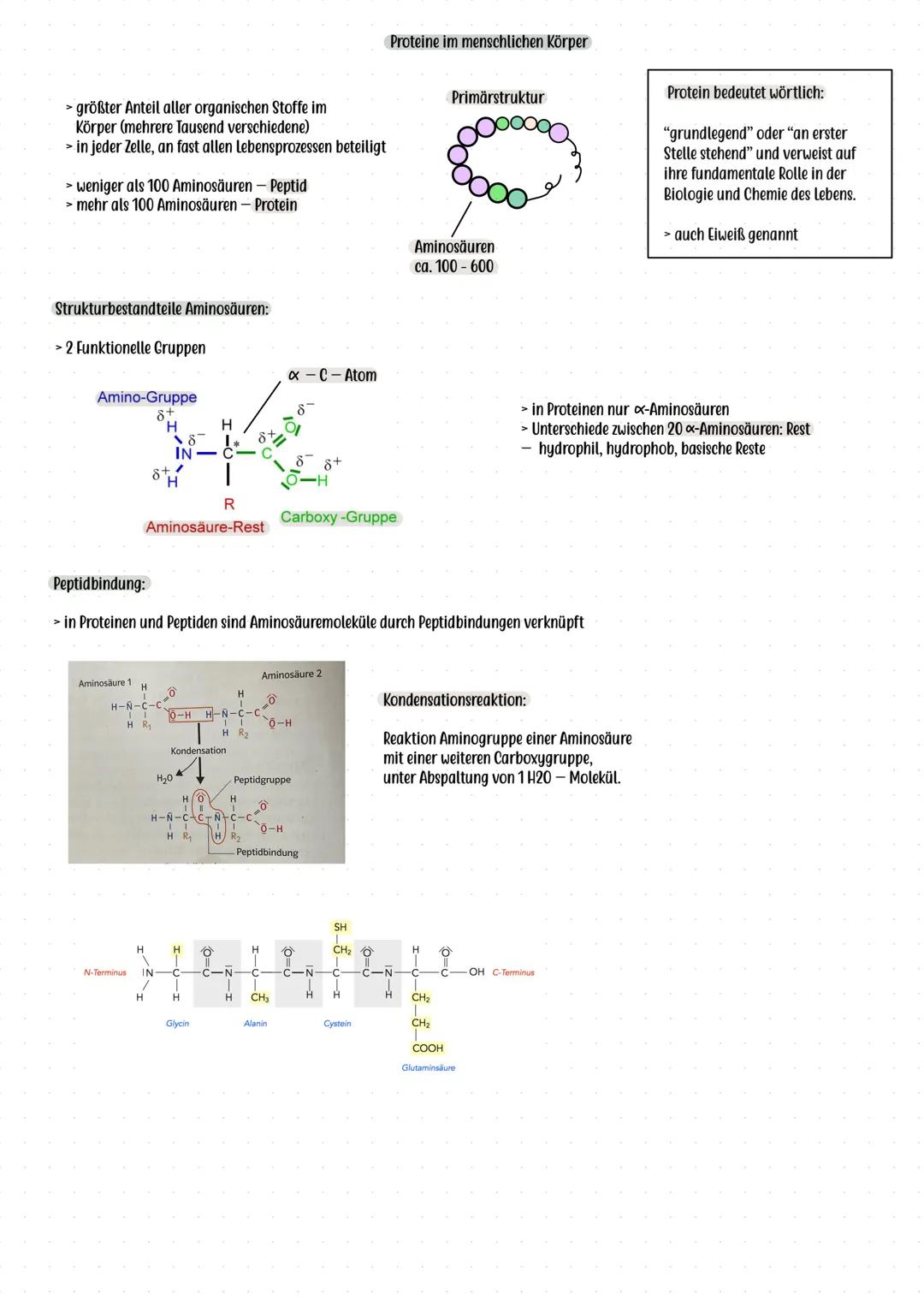# Flüssig- Mosaik- Modell (Singer, Nicolson)
# Bau und Funktion der Biomembran
**Grundidee:**
> Zellmembran ist eine flexible, dynamische S