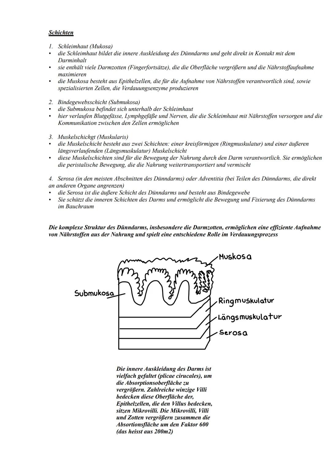 Verdauungssystem
Definition = ist ein komplexes Netzwerk, das dafür sorgt, dass wir Nährstoffe aus der
Nahrung aufnehmen können
Hauptbest