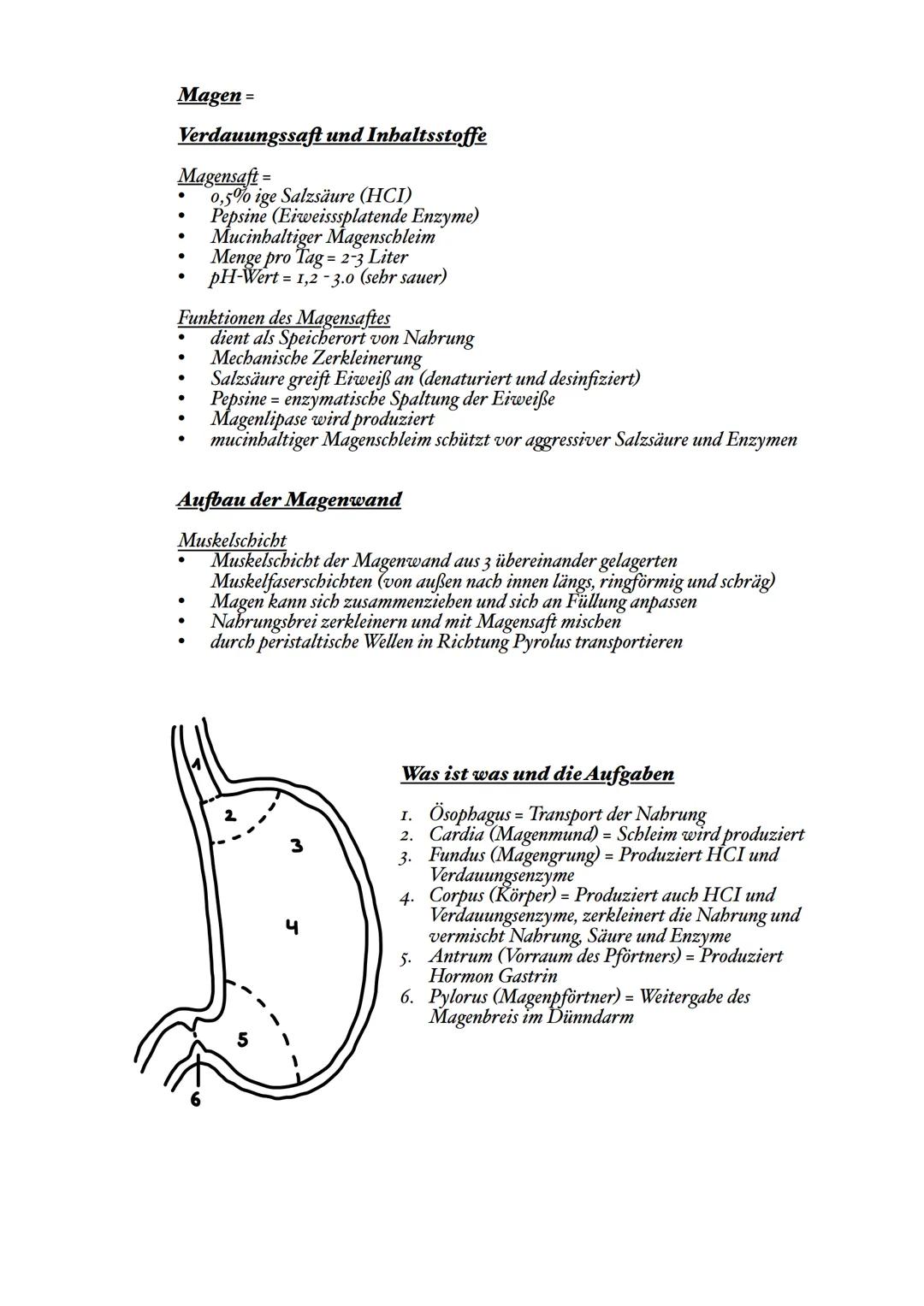 Verdauungssystem
Definition = ist ein komplexes Netzwerk, das dafür sorgt, dass wir Nährstoffe aus der
Nahrung aufnehmen können
Hauptbest