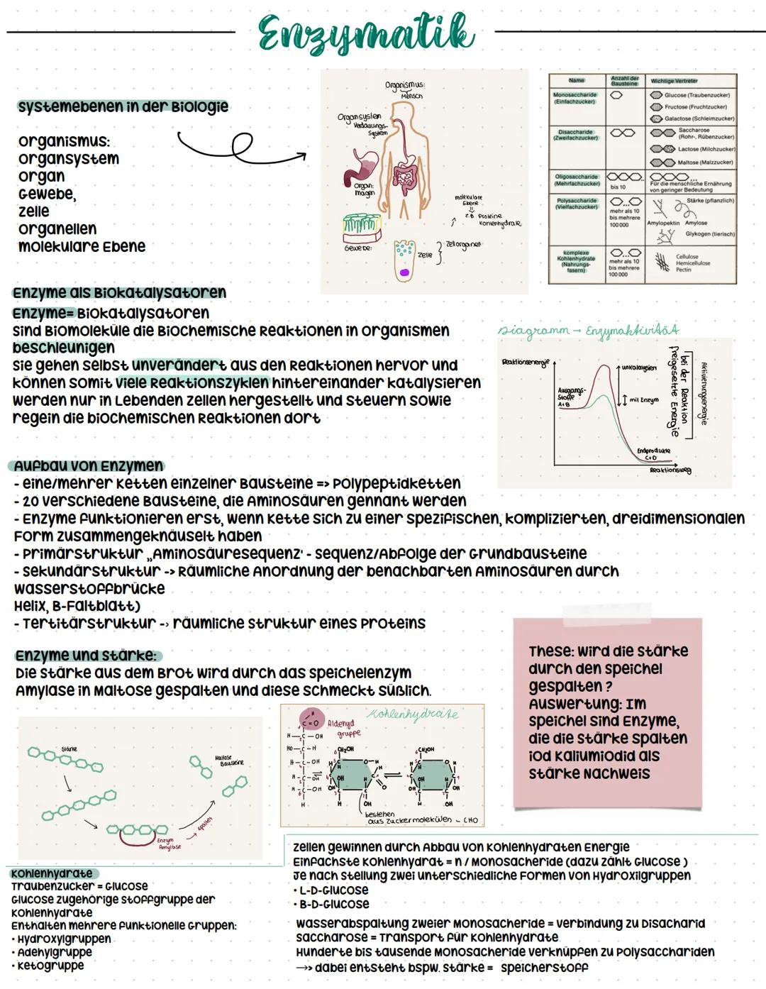 ```markdown
Enzymatik
systemebenen in der Biologie
organismus:
organsystem
organ
Gewebe,
zelle
organellen
molekulare Ebene
Enzyme als Bio