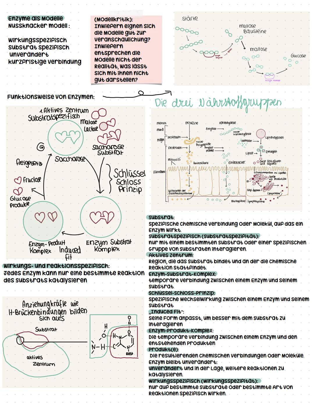 ```markdown
Enzymatik
systemebenen in der Biologie
organismus:
organsystem
organ
Gewebe,
zelle
organellen
molekulare Ebene
Enzyme als Bio
