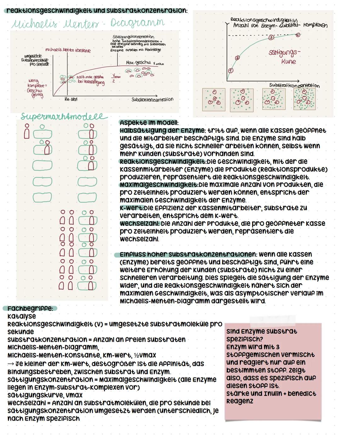 ```markdown
Enzymatik
systemebenen in der Biologie
organismus:
organsystem
organ
Gewebe,
zelle
organellen
molekulare Ebene
Enzyme als Bio