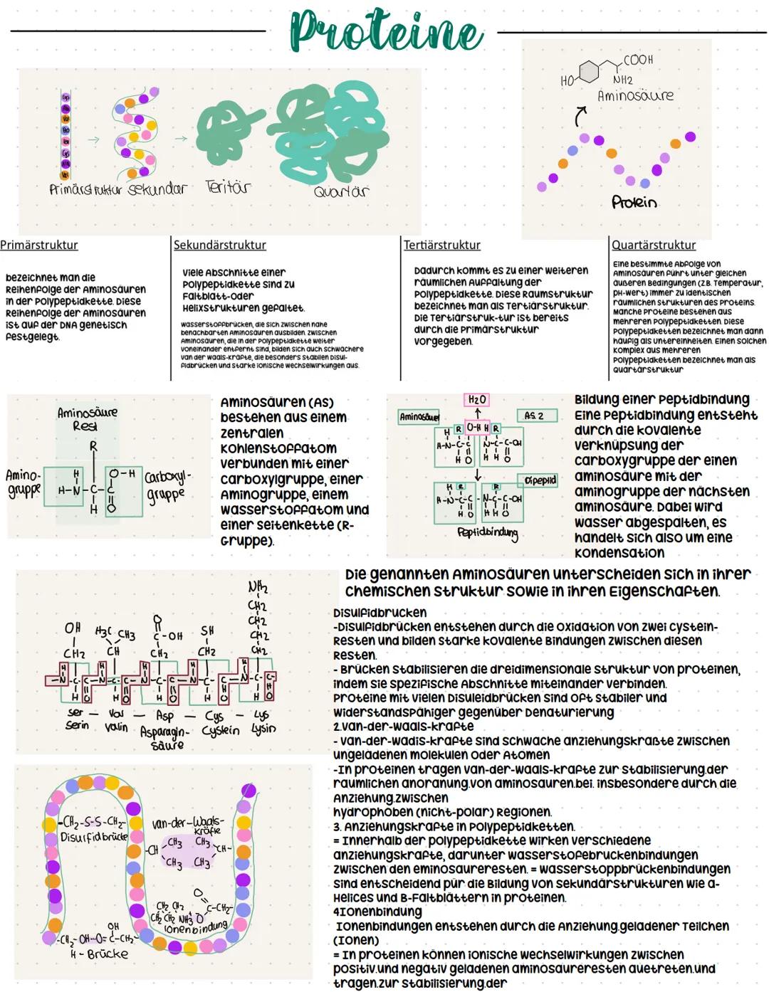 ```markdown
Enzymatik
systemebenen in der Biologie
organismus:
organsystem
organ
Gewebe,
zelle
organellen
molekulare Ebene
Enzyme als Bio