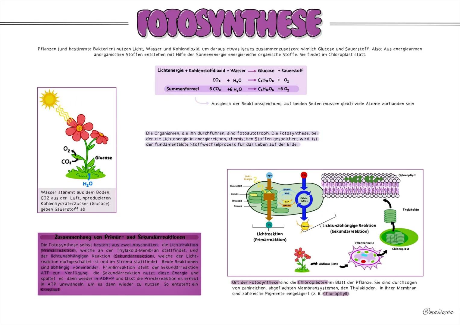 STOFFWECHSEL
- PHYSIOLOGIE # GRUNDKENNTNISSE
Glossar
| Begriff | Definition |
|---|---| 
exergonisch | Reaktionen, bei denen Energie freig