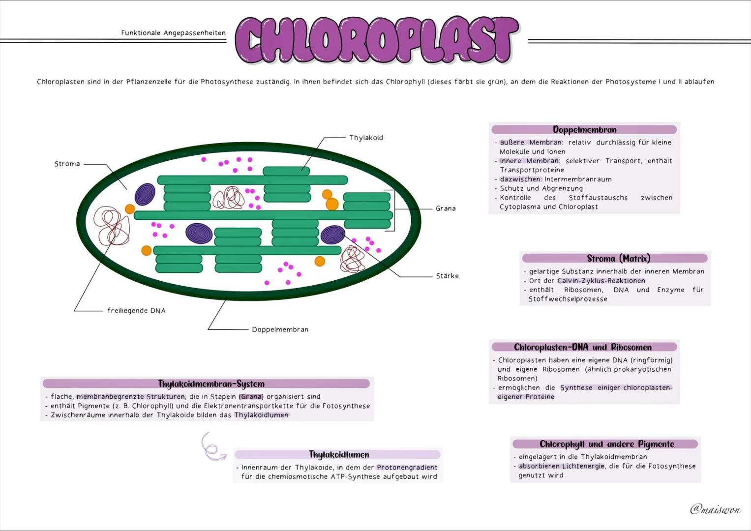 STOFFWECHSEL
- PHYSIOLOGIE # GRUNDKENNTNISSE
Glossar
| Begriff | Definition |
|---|---| 
exergonisch | Reaktionen, bei denen Energie freig