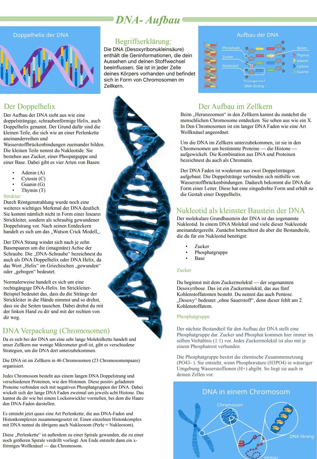 # DNA-Aufbau
Doppelhelix der DNA
Begriffserklärung:
Die DNA (Desoxyribonukleinsäure)
enthält die Geninformationen, die dein
Aussehen und d