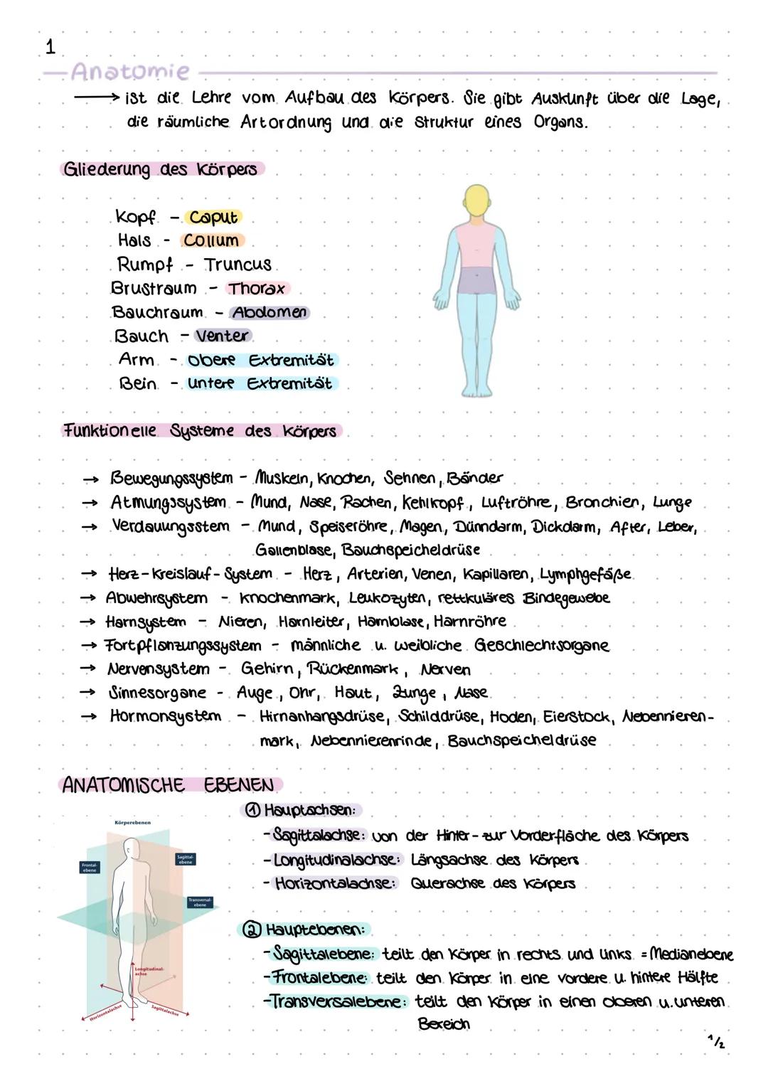 1
Anatomie
→ist die Lehre vom Aufbau des Körpers. Sie gibt Auskunft über die Lage,
die räumliche Artordnung und die Struktur eines Organs.
G