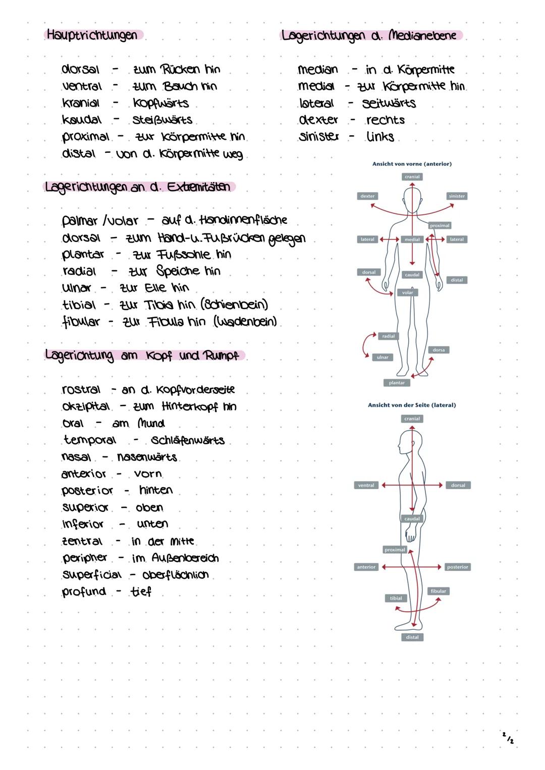 1
Anatomie
→ist die Lehre vom Aufbau des Körpers. Sie gibt Auskunft über die Lage,
die räumliche Artordnung und die Struktur eines Organs.
G