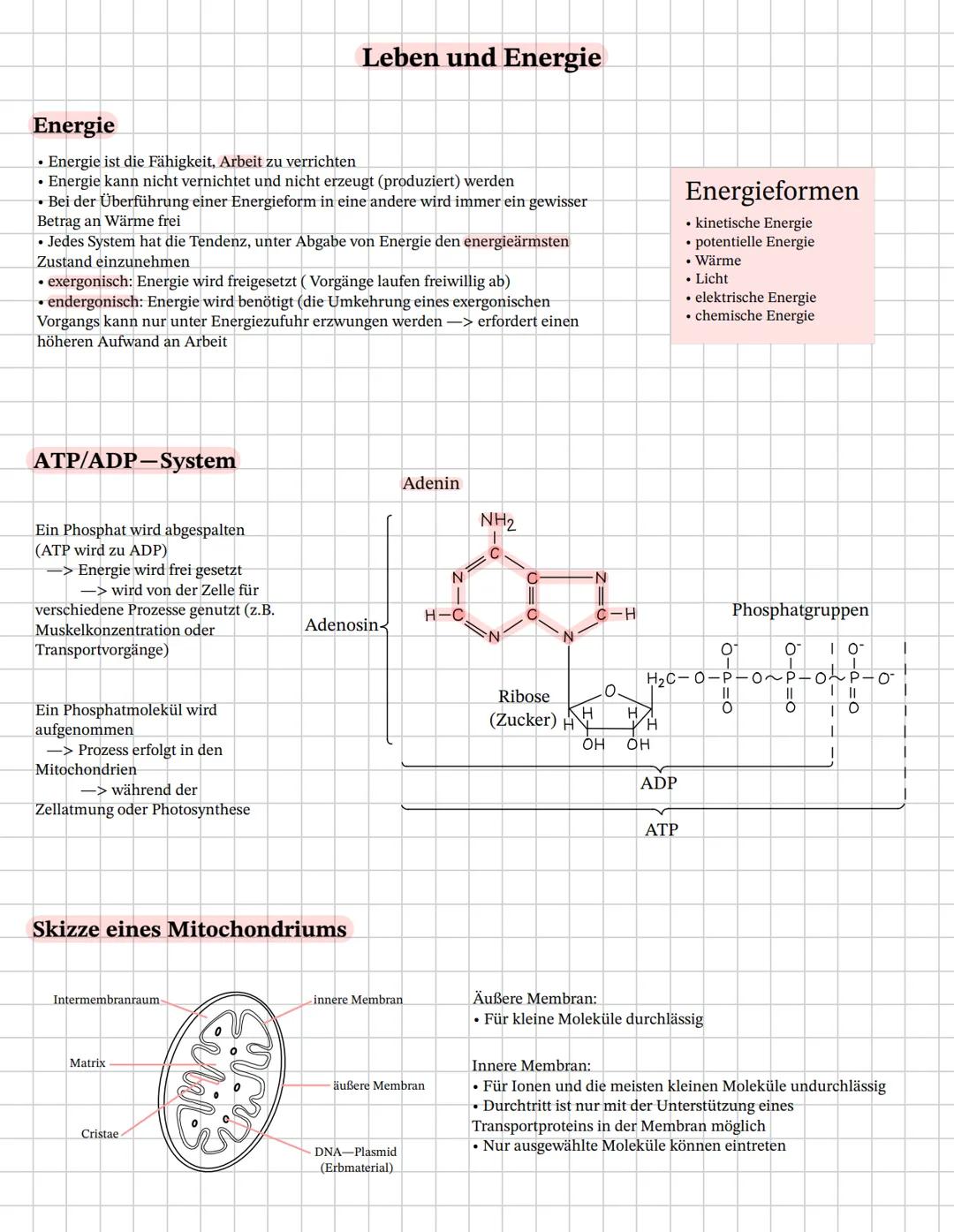 Biologie Leben und Energie