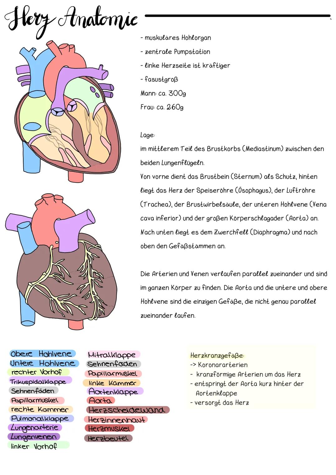 # Hery Anatomic
- muskulares Hohlorgan
- zentrale Pumpstation
- linke Herzseite ist kräftiger
- fasustgroß
Mann: ca. 300g
Frau: ca. 260g
L