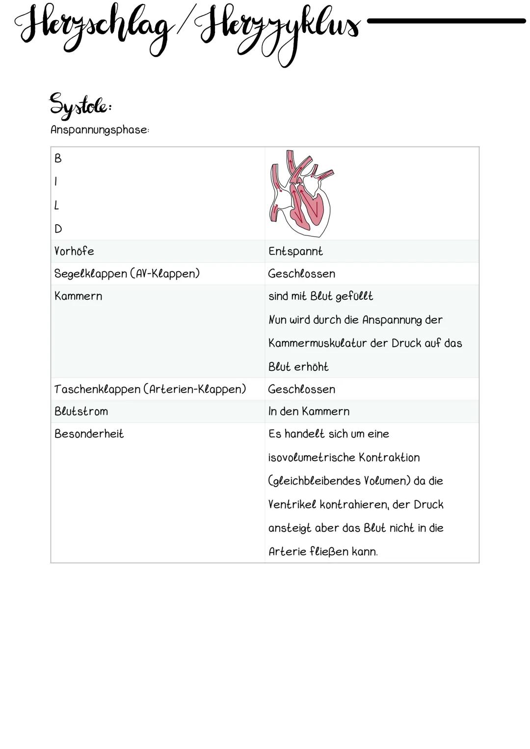 # Hery Anatomic
- muskulares Hohlorgan
- zentrale Pumpstation
- linke Herzseite ist kräftiger
- fasustgroß
Mann: ca. 300g
Frau: ca. 260g
L