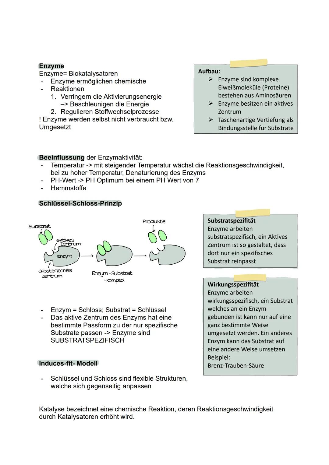 Abitur 2025
- Biologie GK
Lernzettel
1. Stoffwechselphysiologie
2. Genetik
3. Ökologie
4. Evolution
5. Neurobiologie # 1. Stoffwechselphysi