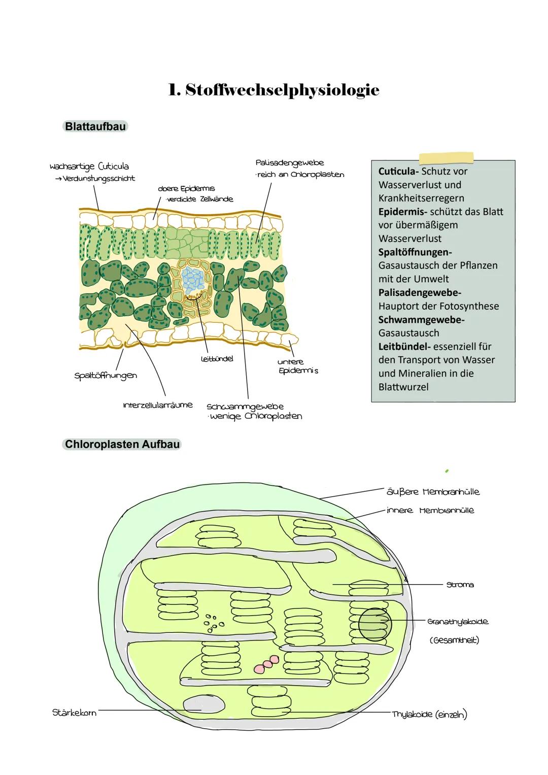 Abitur 2025
- Biologie GK
Lernzettel
1. Stoffwechselphysiologie
2. Genetik
3. Ökologie
4. Evolution
5. Neurobiologie # 1. Stoffwechselphysi
