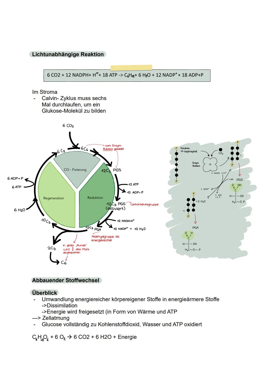 Abitur 2025
- Biologie GK
Lernzettel
1. Stoffwechselphysiologie
2. Genetik
3. Ökologie
4. Evolution
5. Neurobiologie # 1. Stoffwechselphysi