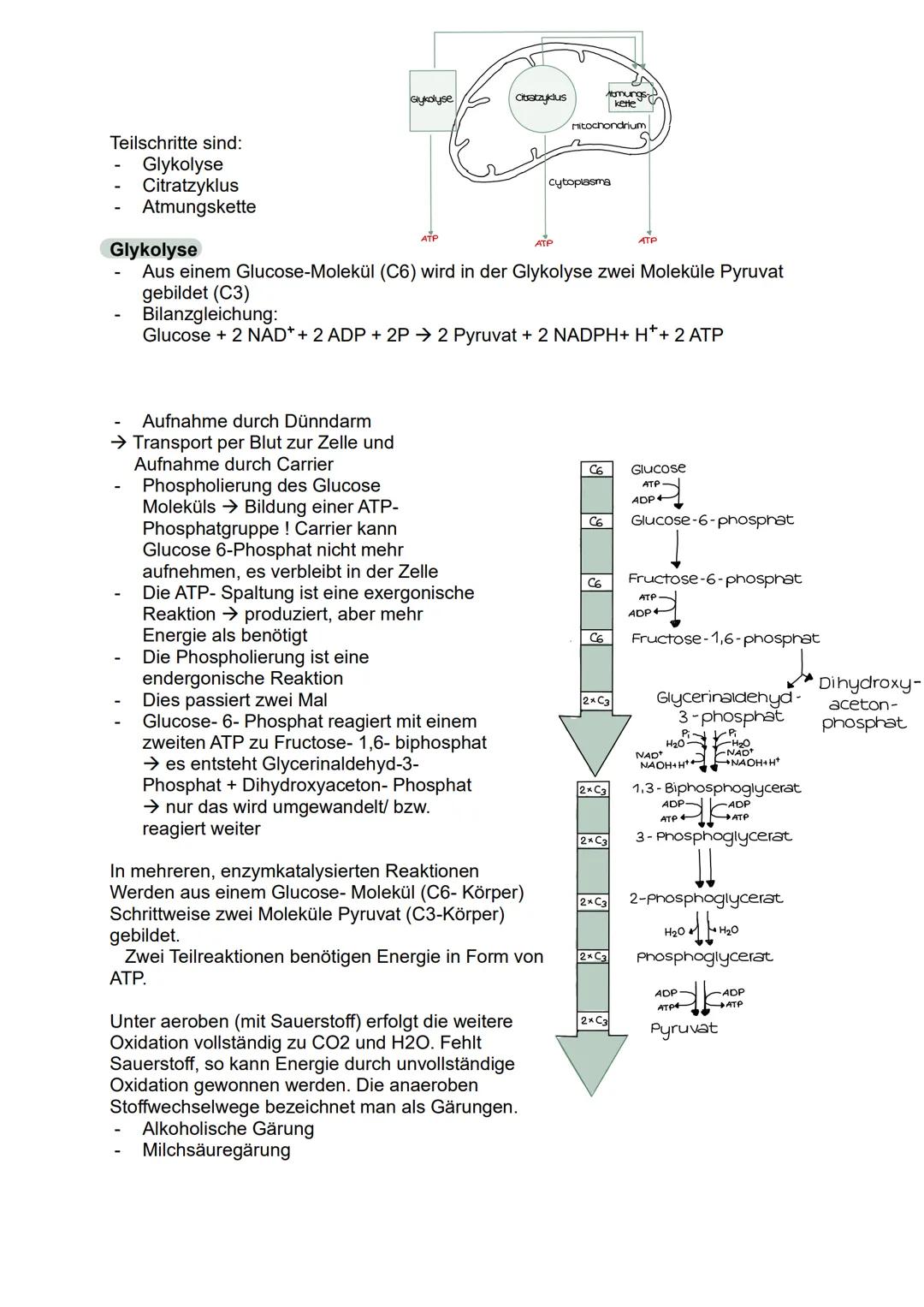 Abitur 2025
- Biologie GK
Lernzettel
1. Stoffwechselphysiologie
2. Genetik
3. Ökologie
4. Evolution
5. Neurobiologie # 1. Stoffwechselphysi