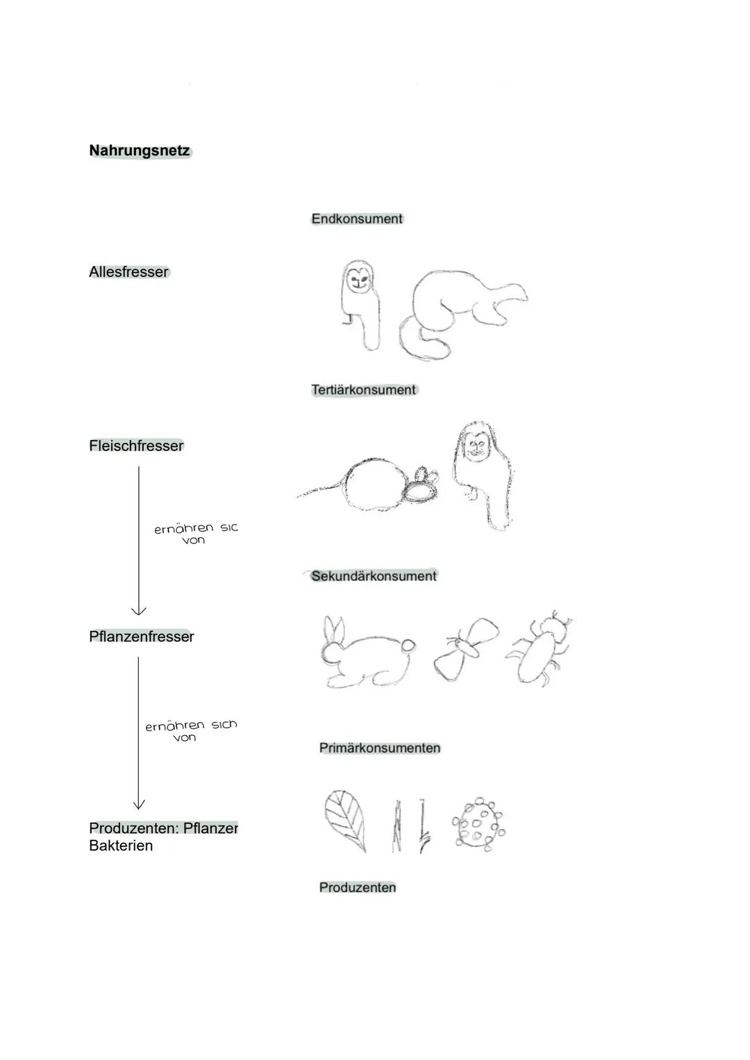 --- OCR Start ---
Toleranzkurve
besteht aus
biotische
Funktionen
3. Ökologie
Ökosystem
besteht aus
abiotische
Funktionen
Biozönose
bilden
ei
