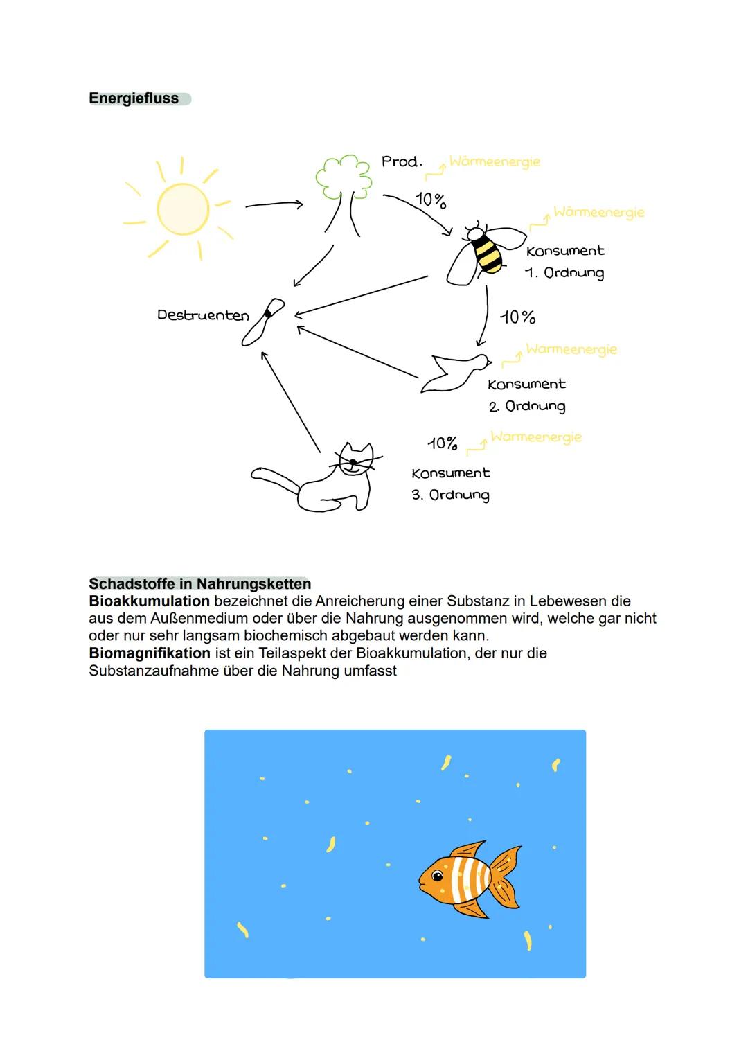 --- OCR Start ---
Toleranzkurve
besteht aus
biotische
Funktionen
3. Ökologie
Ökosystem
besteht aus
abiotische
Funktionen
Biozönose
bilden
ei