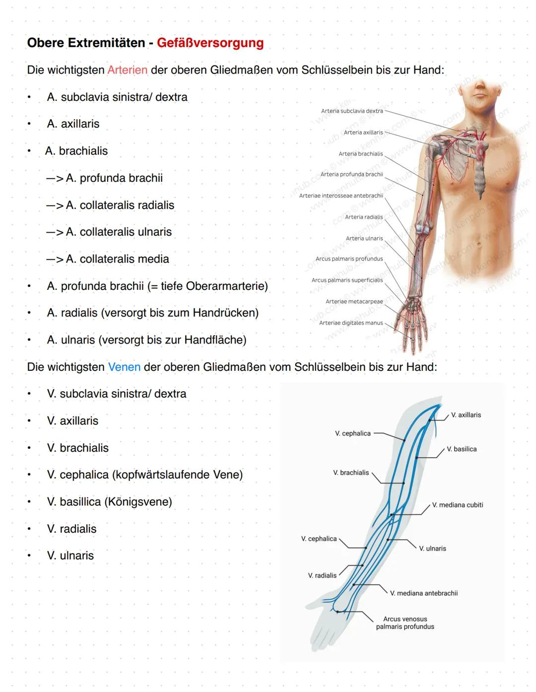 # Anatomie Orthopädie-Unfallchirurgie
Zusammenfassung
1. Gefäßversorgung obere Extremitäten
2. Nerven Versorgung obere Extremitäten
3. Bewe
